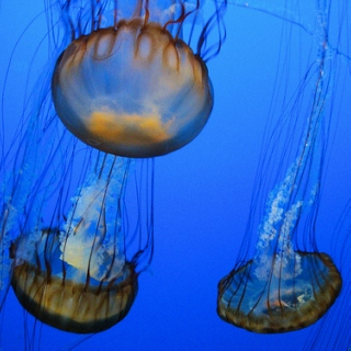 smallest-jellyfish