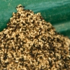 TermiteDroppings