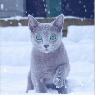 Sparkle Blue Cat