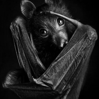 Forlorn Bat