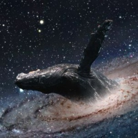 SpacexWhales