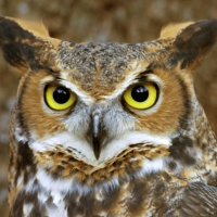OwlSwagger
