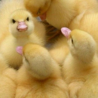 thelovelyduckling