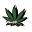moonrocks-cannabis