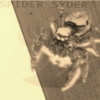 spider-s-113923