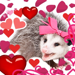 opossumgay