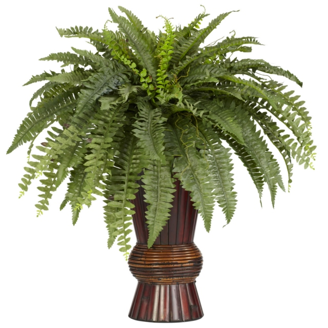 Potted Fern 