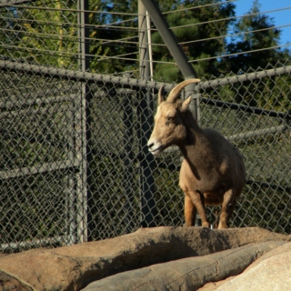 Stay Awake. There Are Bighorn Sheep.