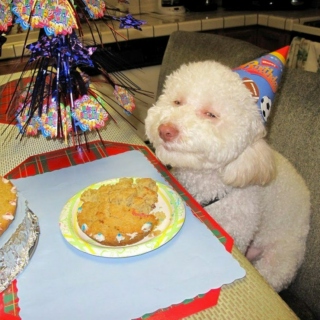 Chill like a stoned dog on his birthday