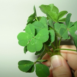 Four Leaf Clovers and Prayer Flags