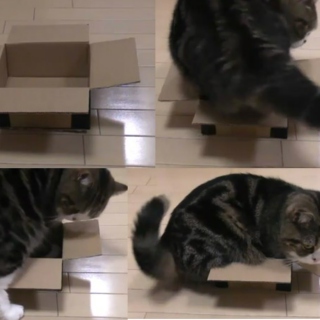 Cats in boxes and other haphazard chancery