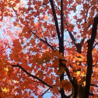 Autumnness