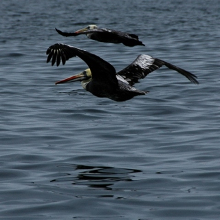 Hausgang and Pelican Go Large