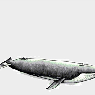 introduction to cetacea