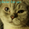 playlist for cats