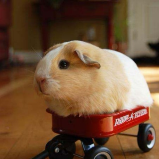 See me Rollin'