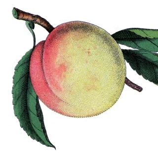 do i dare to eat a peach? ❦