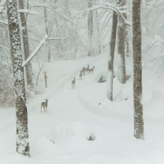 Stroll through the snow