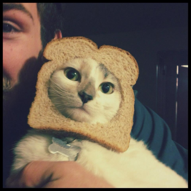 You Say "Music" All I Hear Is "Cats In Bread"