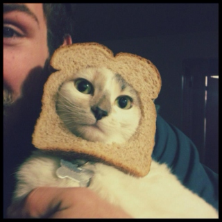 You Say "Music" All I Hear Is "Cats In Bread"