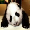 Introspective:That Makes Me A Sad Panda