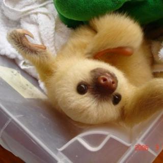 Baby sloths might be the cutest things ever