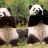 Songs to make pandas jump