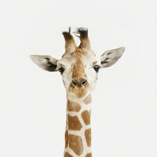 Giraffe says Hi!