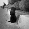 Kitten With An Exceptional Orchestra (And Hat)