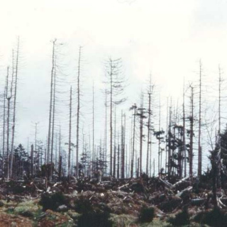 Waldsterben