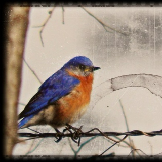 there´s a bluebird in my heart