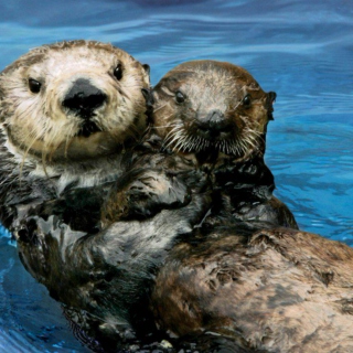 Be my otter?