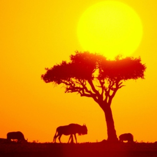 Sunrise Over The Serengeti