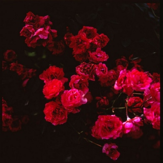 fiber roses