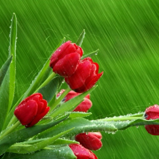 Spring Flowers and Rain Showers