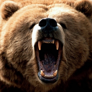 Don't Bear It