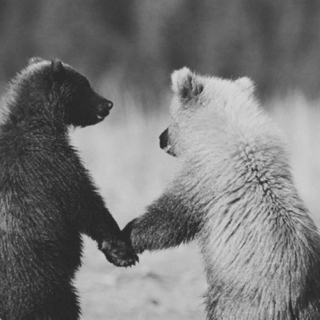 Boy & Bear