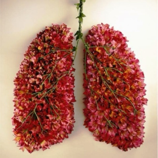 The fauna and flora of the lungs.