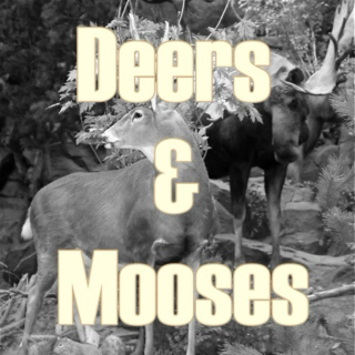 Deers & Mooses 