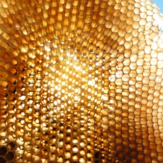 Danngo's Gold Honey