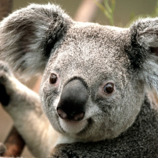 I'm a koala, how about you?