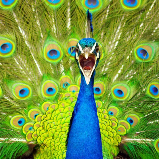 Peacock Panache