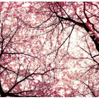 beneath cherry blossoms