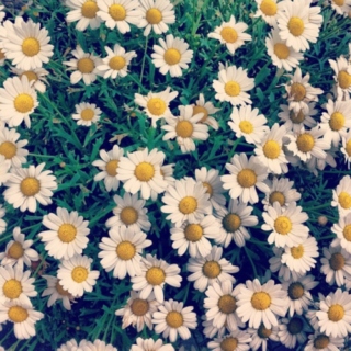 Laying in a Field of Daisies
