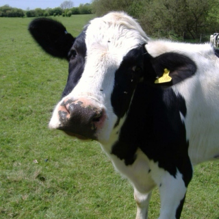 Who knew cow's played punk music?