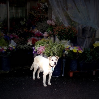 August 2009 mix 犬
