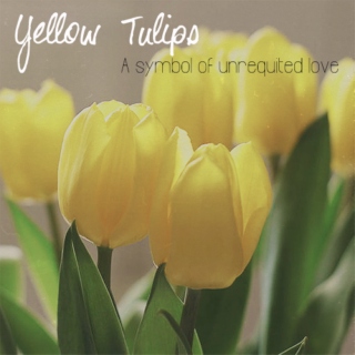 yellow tulips in spring. 