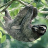 Arboreal Sloth