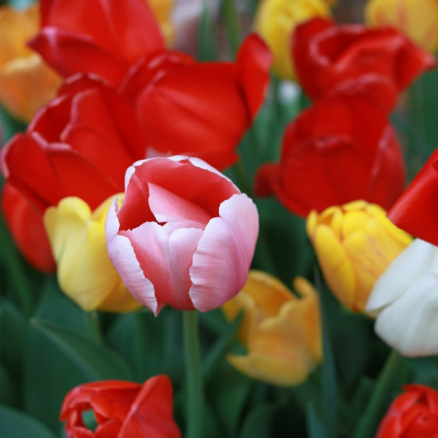 When kissing flowers, tulips are better than one.