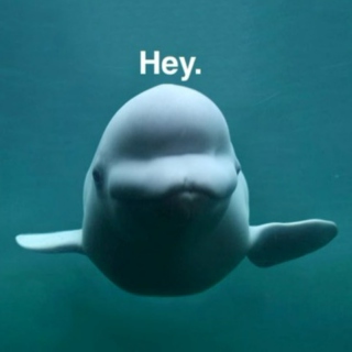 Hey,hey you(Can you hear dolphin ultrasonic?) 